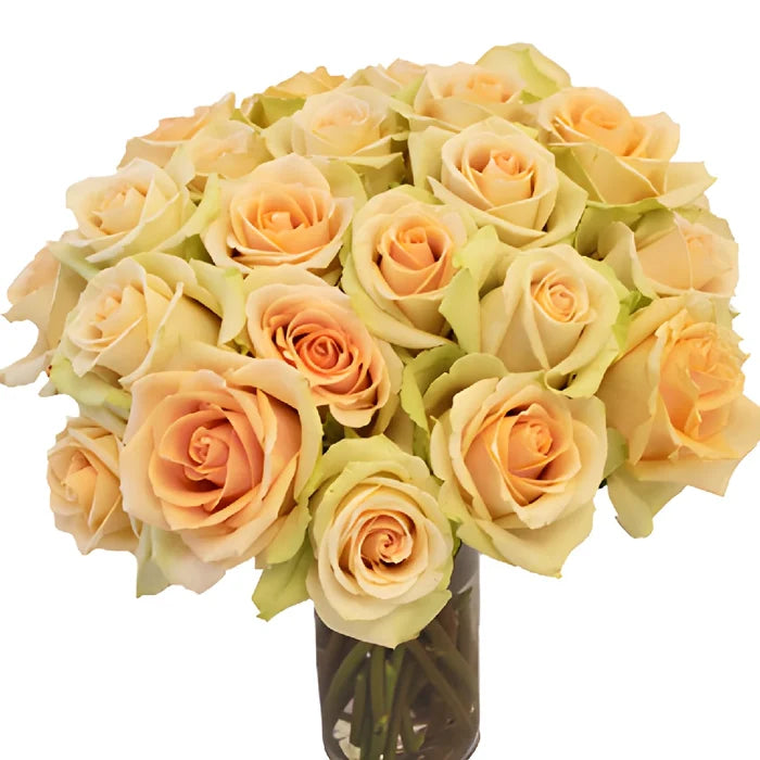 High Arena Creamy Peach Rose