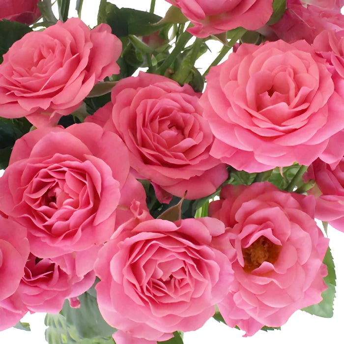 Hot Pink Spray Roses