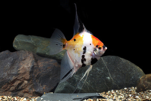 Koi Angelfish XL