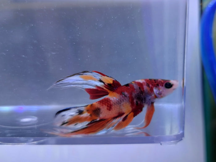 Koi Betta Male BT2E