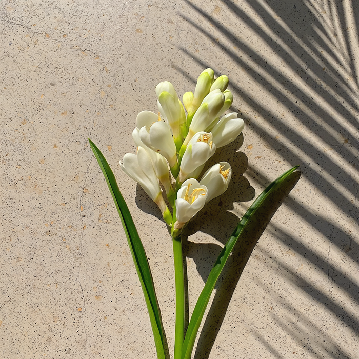 Kupaloke Tuberose Lotion