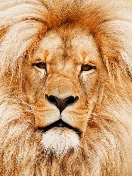 Safari Diamond Painting Kit - Lion Portrait-Square 15x20cm- - Paint With Diamonds