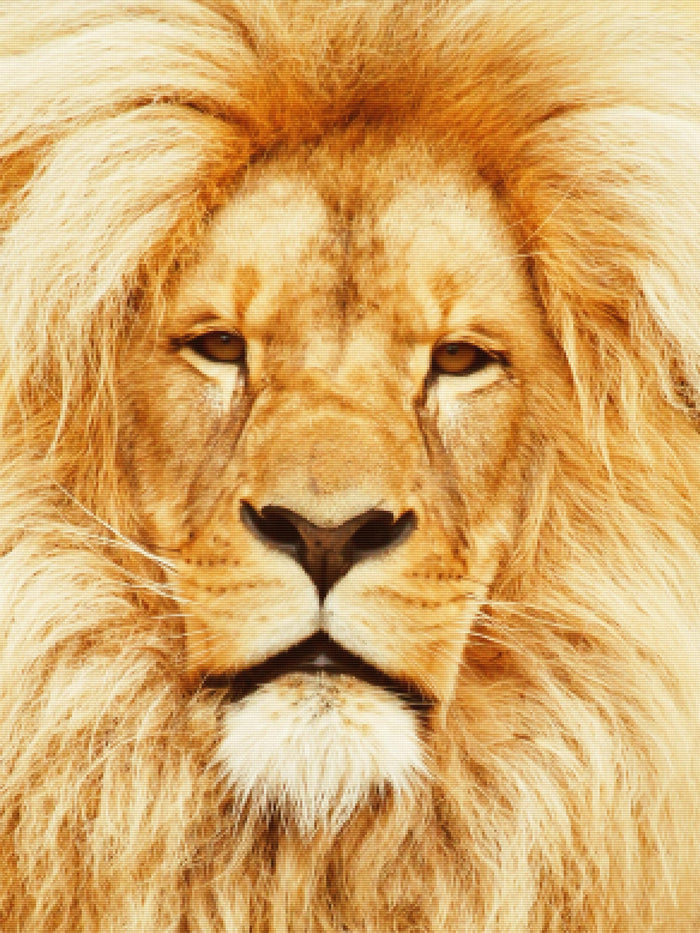 Lion Portrait