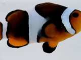 Mochaccino Clownfish Pair
