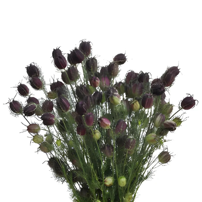 Nigella Pods