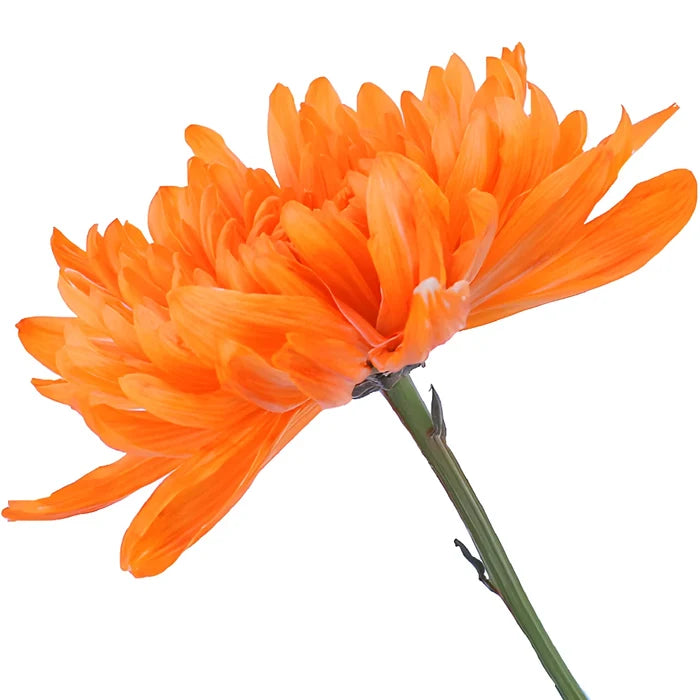 Orange You Glad Tinted Bulk Cremon Flowers