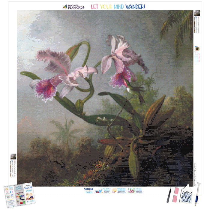 Orchid Hummingbird
