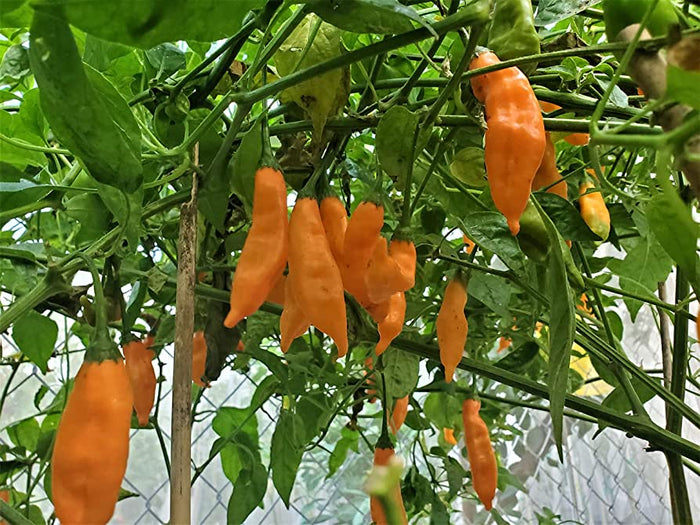 PEPPER 'Ají Mango' --Capsicum baccatum--