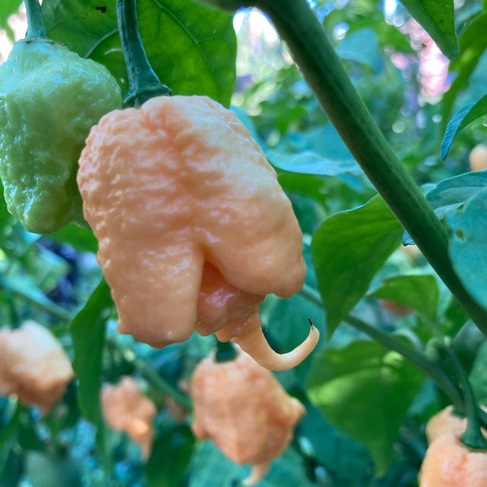 PEPPER 'Peach Carolina Reaper'