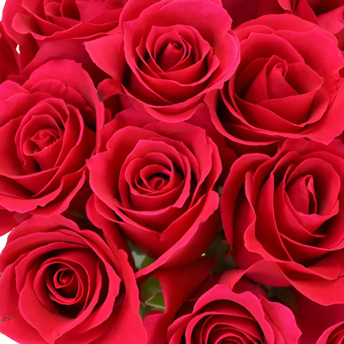 Pink Cherry Sweetheart Roses