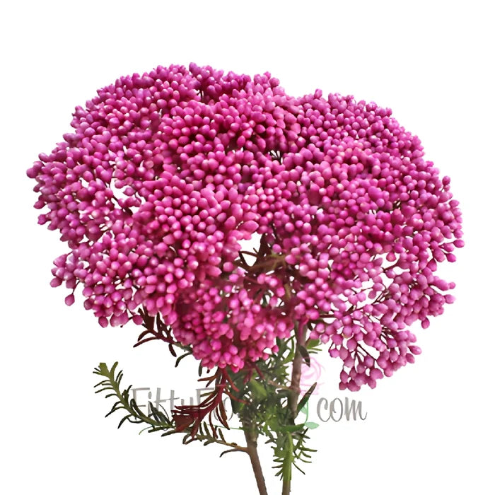 Pink Tinted Rice Flower