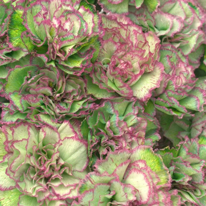 Watermelon Sugar Carnation Flower Close Up - Image