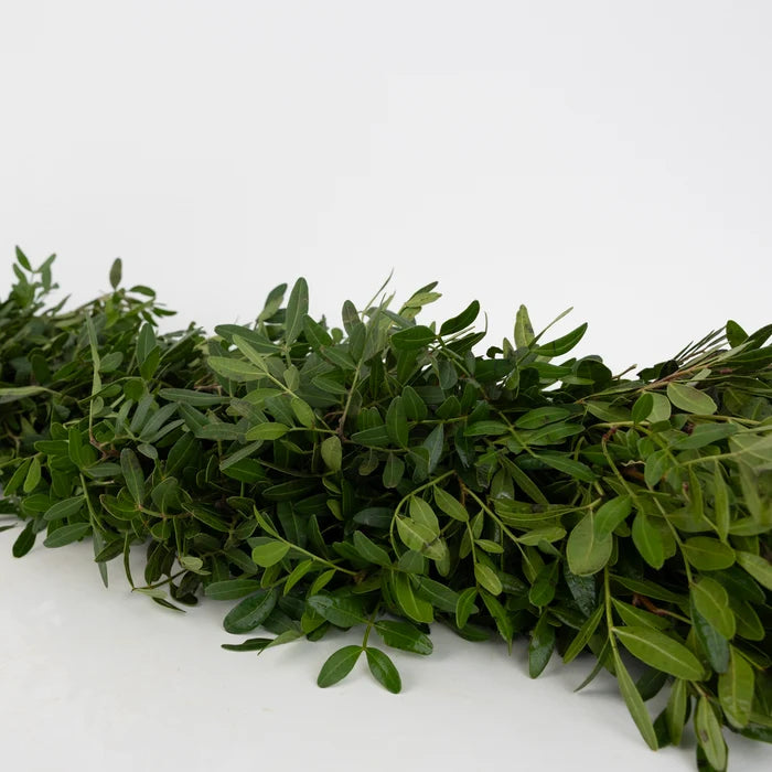 Pistachia Green Garland Stem - Image