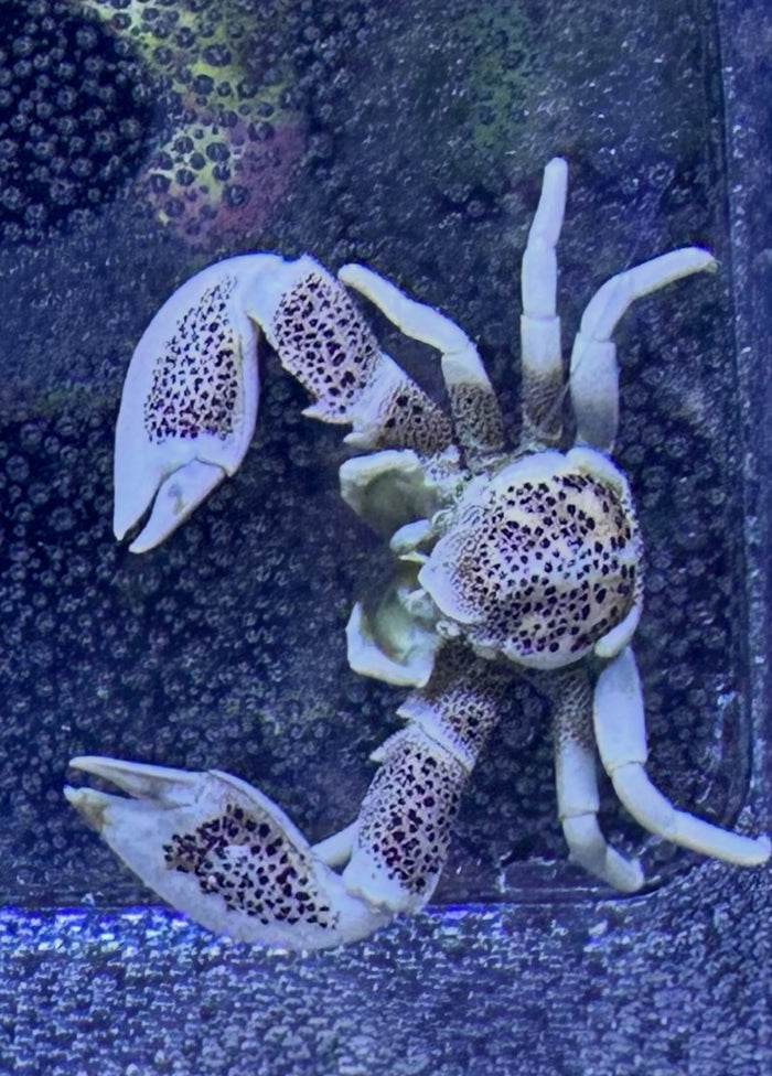 Porcelain Anemone Crab