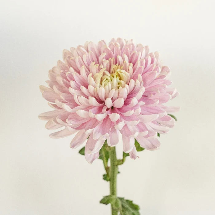 Rossand Dark Stem - Image
