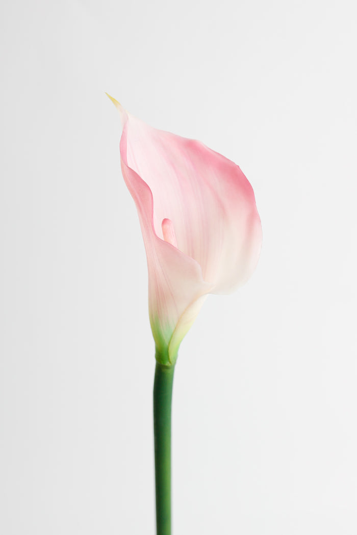Pink/White