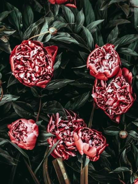 Flower Diamond Painting Kit - Red Peonies-Square 15x20cm- - Paint With Diamonds