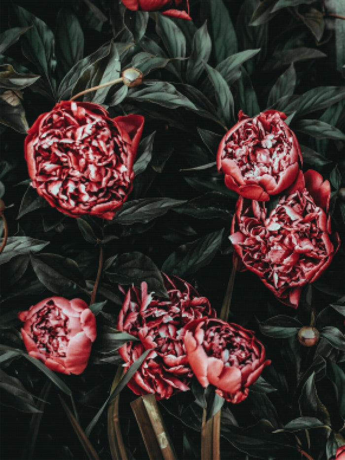 Red Peonies