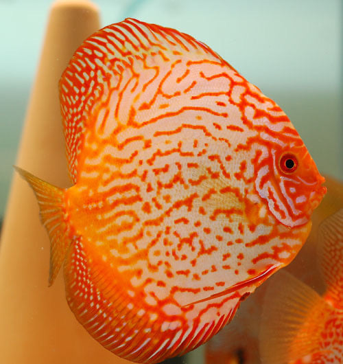 Red Pigeon Discus