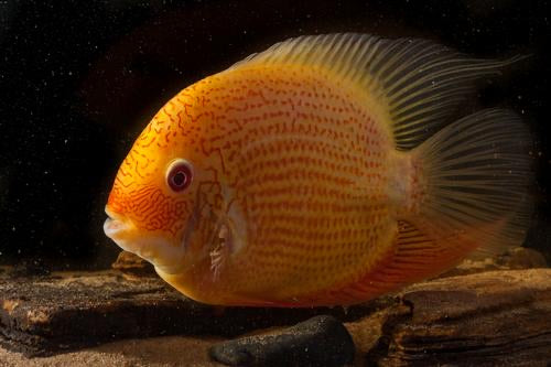 Red Spot Gold Severum 1.75 - 2"