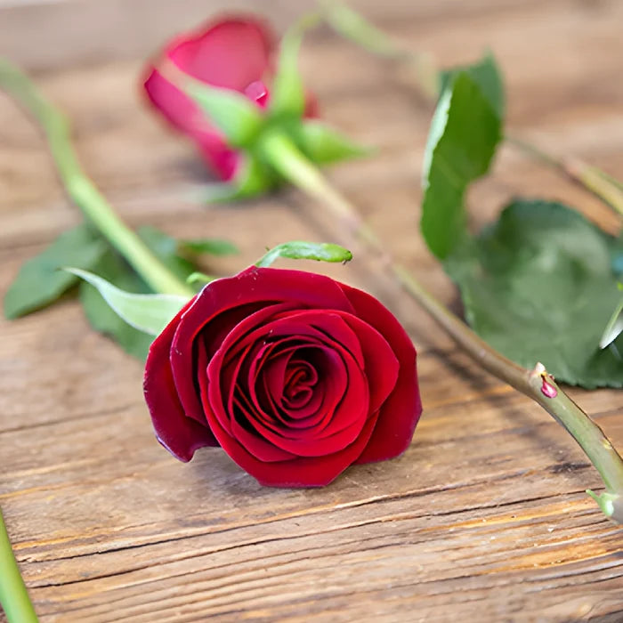 Rich Red Tinto Rose