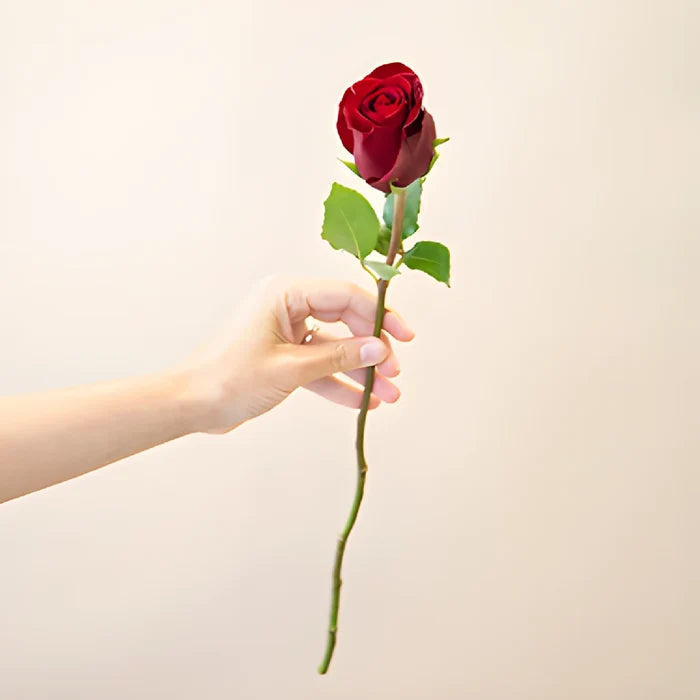 Rich Red Tinto Rose