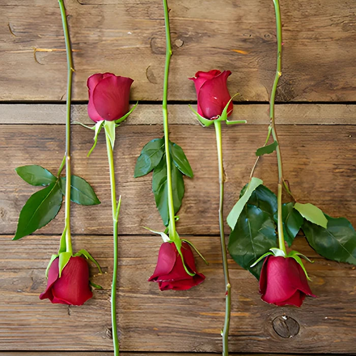 Rich Red Tinto Rose