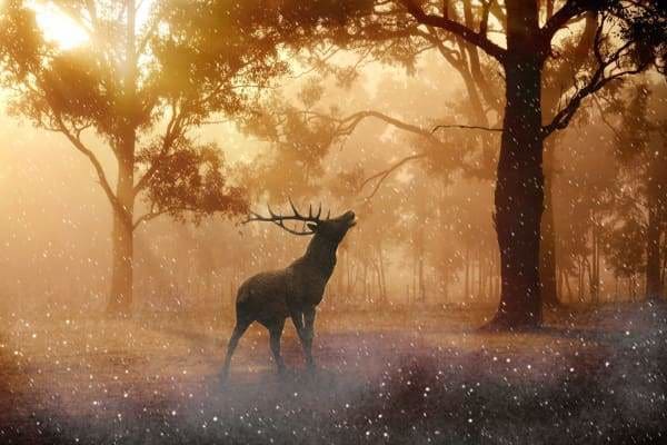 Sunset Diamond Painting Kit - Silent Forest-Square 20x30cm- - Paint With Diamonds