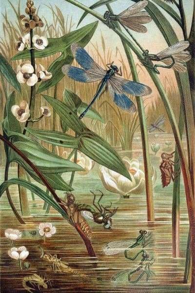 Nature Diamond Painting Kit - Swamp Party-Square 20x30cm- - Paint With Diamonds