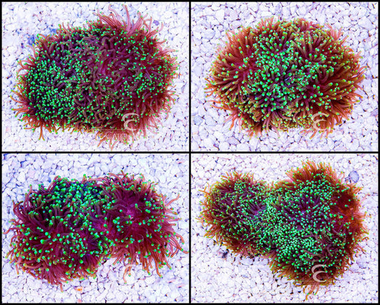 Western Australia Multicolor Torch