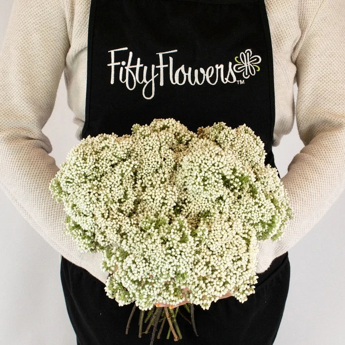 White Rice Flower Bunch in Hand