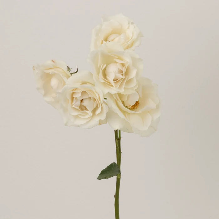 Creamy White Bulk Spray Roses Stem - Image