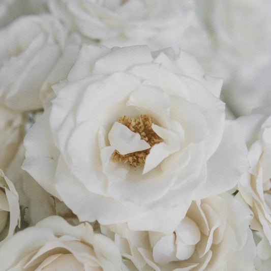 White Spray Roses In Bulk Close Up - Image