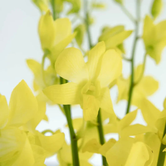 Yellow Sapphire Dendrobium Orchid Flower Close Up - Image
