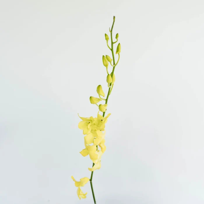 Yellow Sapphire Dendrobium Orchid Flower Stem - Image